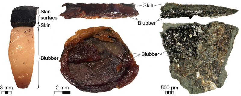 Comparisons of a modern porpoise sample of blubber (left and center) and the fossilized ichthyosaur blubber (right).